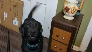Dog talks tells me about his puppies, #goldador #puppy #labrador