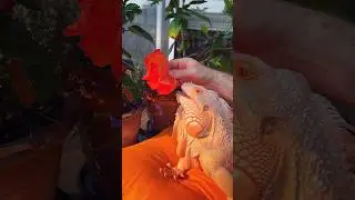Wonderful evening 🧡 with Dragon 