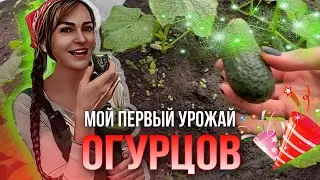 On July 1st, I ate my first cucumber from my garden 🤗)))! 