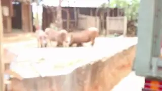 Warthog feeding