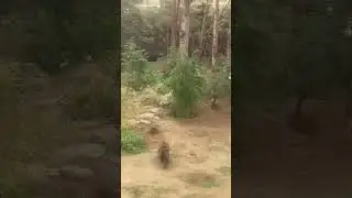 Мишутки