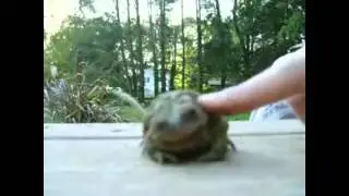 Лягушка Тащится...