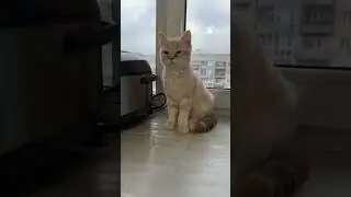 котик наш растет. С глазами только проблема 