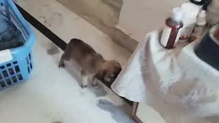 Rescued Puppy Doing Mischief in the House