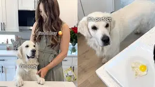 Frying a TINY Egg for My Golden Retriever