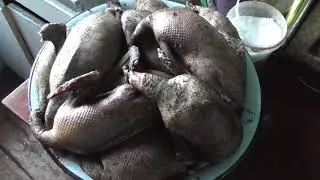 Отлетались утки, отнырялись и открякали...