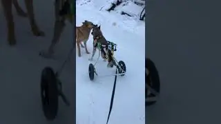 Бой на инвалидной тележке PetMobile для собак