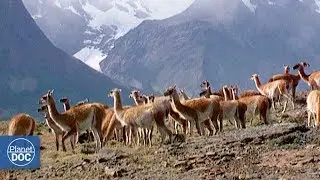 Travel to Chilean Patagonia (Torres del Paine) | Full Documentary
