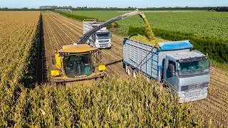 Chopping Maize Silage - New Holland FR 650