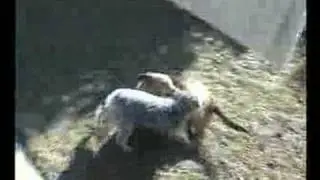 My Doggies