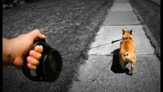 Retractable Leash makeover. Great new design.