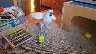 Quiet, Crazy, Busy Cockatoo