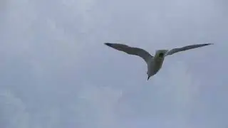 Целительная мыслеформа