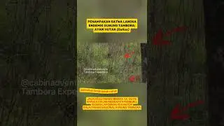 AMATI PANAH MERAH ● PENAMPAKAN satwa langka endemik gunung Tambora: Ayam Hutan (Gallus).