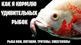 КОРМЛЮ ИНТЕРЕСНЫХ РЫБОК - Рыба нож, лягушки, тритоны, змееголовы