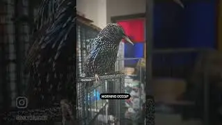 Morning Gossip