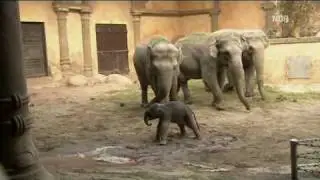 Elephant Baby Birth