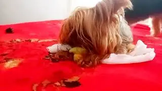 Largados e Pelados