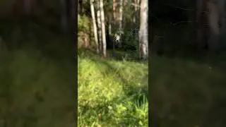 Spider 🕷️🕸️🕸️