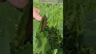 Вот что бывает, когда сеешь кабачки в ящики!