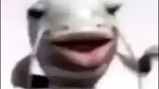 Top 5 Fish