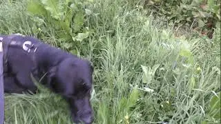 Callums buck, No reaction to a fatal shot. Gus's track but sd card ran out as he found it.