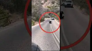 Mama Bear 🐻 Saves Her Cubs 🐾 in Traffic 🚗 | HEARTWARMING Moment! ❤️
