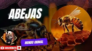 ¿Cómo las abejas crean el alimento más dulce de la naturaleza?