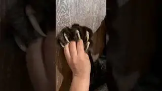 Зачем кошка прячет когти?