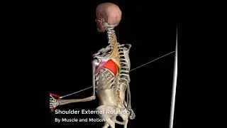 Shoulder External Rotation | 3D Anatomy