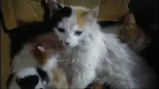 حنان الام لا يعوض #قطة#    🐈🐈🐈‍⬛🐈‍⬛          #cat#
