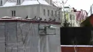 Посадка Зима