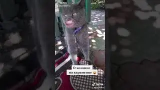 Кот говорящий рот. О хазяине на карантине.