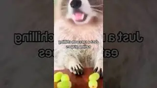 Cute cat on TikTok 