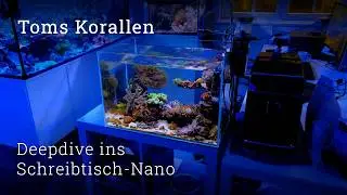 Nano saltwater aquarium: Why 80 liters are often better than 2000 liters