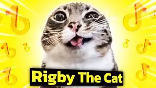 Rigby Cat Is the Cutest Kitty