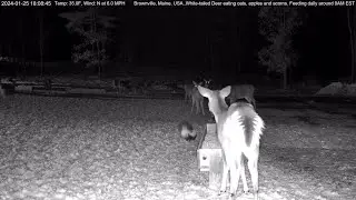 Skunk scares deer