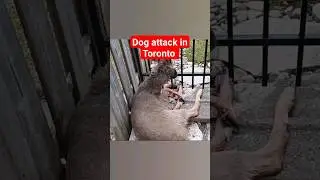 dog attacks a deer in Toronto neighborhood #toronto #viral #shorts #shortvideo #trending #animals