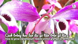 Cách trồng hoa lan đùi gà trên gỗ lũa | How to grow Dendrobium nobile orchid grafted on driftwood.
