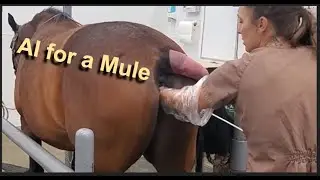 AI for a Mule | Mule on the Ranch Part 1