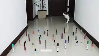 Difference Between Dog and a Cat.