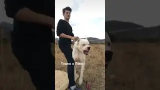Эдит Аргентинский дог💪🏼