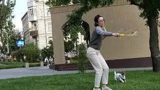 Dog  is smartIf this is the case