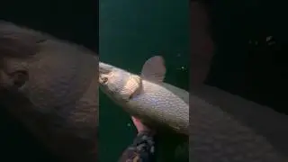 @fishmania_kz #fishmania #Павлодар #рыбалка