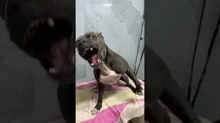 مين كمان بيكره السشوار 😝