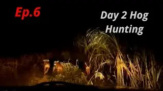 Day 2 Hog Hunting