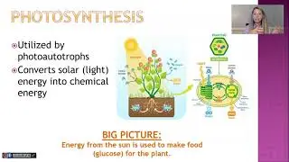 Cellular Energy