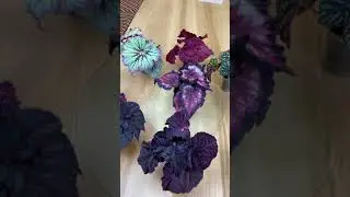 Посылка с бегониями