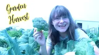 First garden harvest | quick easy garden fresh dinner | Forest Garden Update