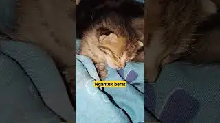 Ngantuk Berat. 